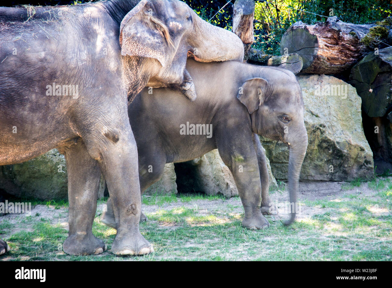 Elephants are large mammals of the family Elephantidae. Perfect good