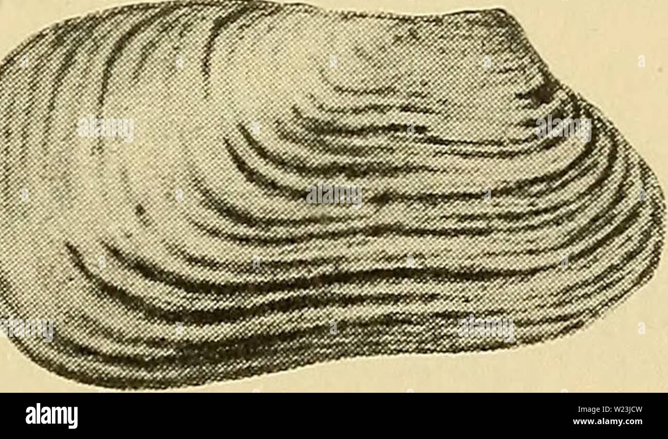 Archive image from page 168 of Danmarks fauna; illustrerede haandbøger over. Danmarks fauna; illustrerede haandbøger over den danske dyreverden..  danmarksfaunaill40dans Year: 1907  165 tyndere Skaller, den fuldkomne Mangel paa Hængseltænder og Rygrandens indvendige Lamel. A. plicata er fundet spredt i vore Farvande indtil det sydvestlige Kattegat og nordlige Øresund, særlig paa Dyb- der omkring 25—50 m. Den findes iøvrigt fra S. Island og Lofoten langs Eu- ropas Vestkyst til Kanarerne og ind i Middelhavet. Fossil er den fundet dels interglacial i Eemlagene ved Mandø Hølade, dels i ældre og yn Stock Photo