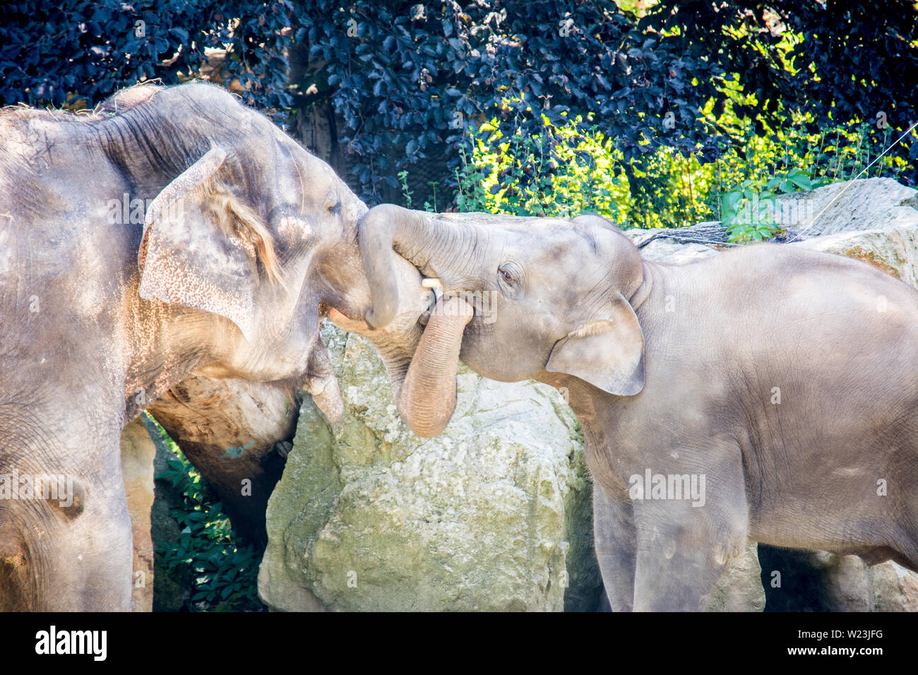 Elephants are large mammals of the family Elephantidae. Perfect good