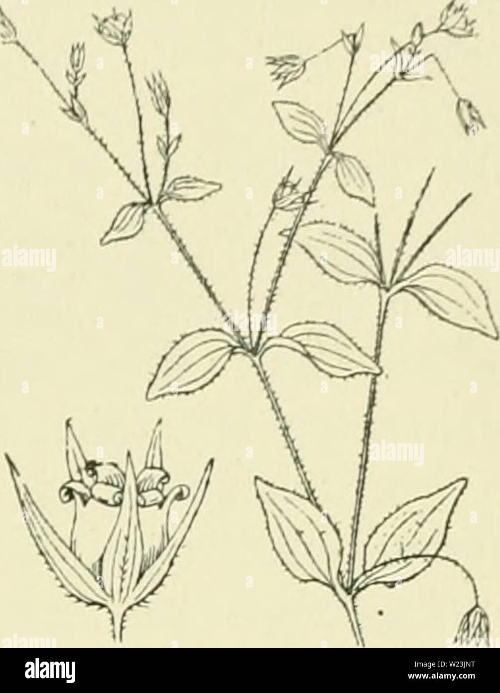 Archive image from page 168 of De flora van Nederland (1909-11). De flora van Nederland  defloravannederl02heuk Year: 1909-11.  FAMILIE 32. — CARYOPHYLLACEAE. — 139 10. Moehrinsii»') 1 M. trinèrvia-) Clairv. Bosch zaïidkruid (fi. 158). Uit den wortel komt een bijna steeds sterk vertakte, opstijgende, soms rechtopgaande stengel , die evenals de meeste andere deelen der plant kort behaard is. De bladen zijn eirond , spits, 3-5-nervig, de onderste zijn kleiner, gesteeld, met iets hartvormigen voet, de hoogere zijn grooter en bijna ongesteeld. De bloemen zijn wit en staan in een bebladerd bijscher Stock Photo