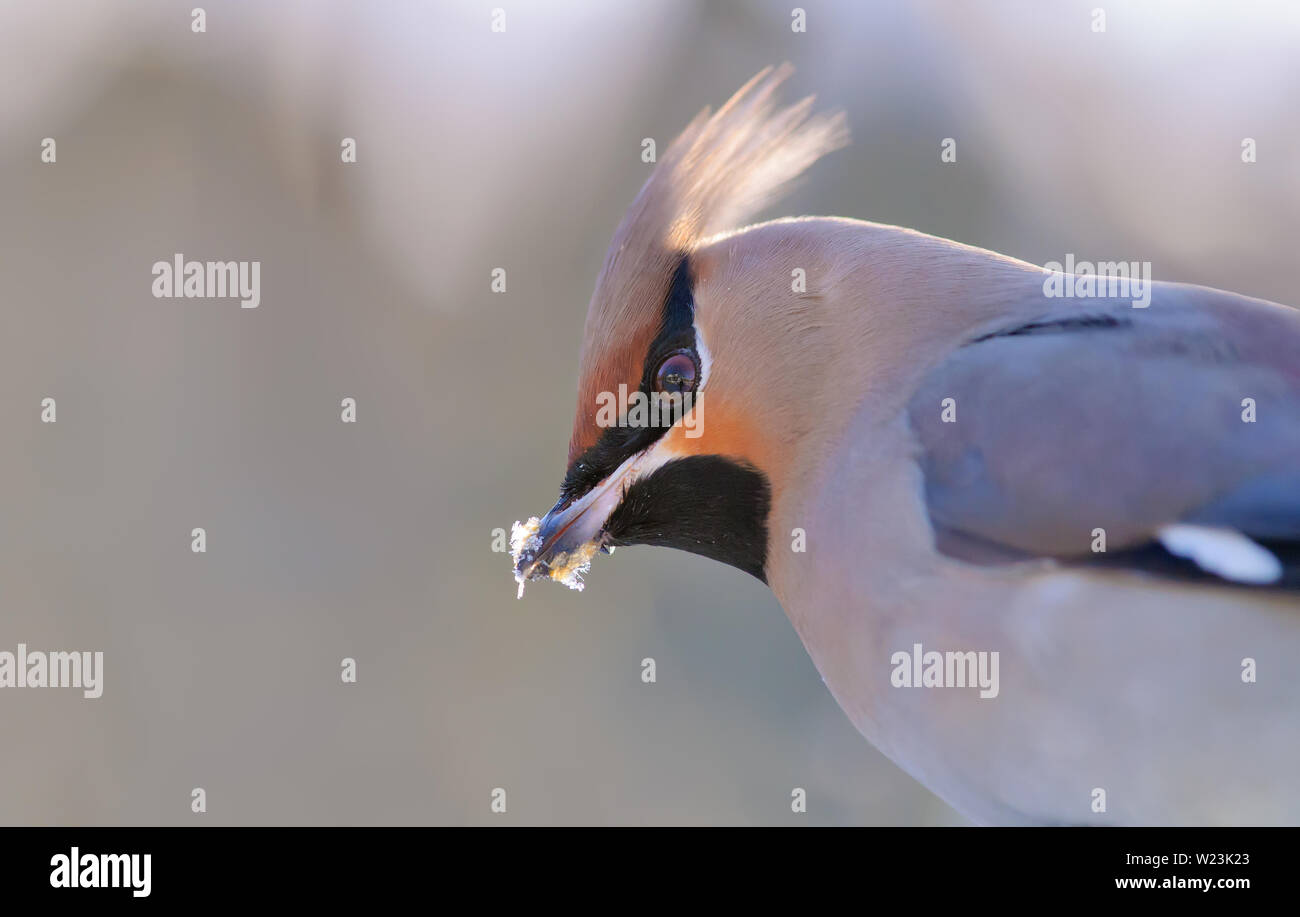 Bohemian waxwing close icy portrait Stock Photo