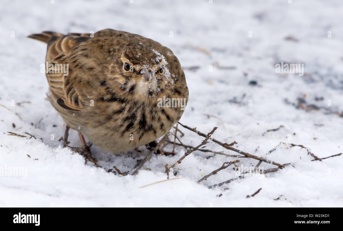 Crested Lark with snow covered head and face while feeding on the ground Stock Photo