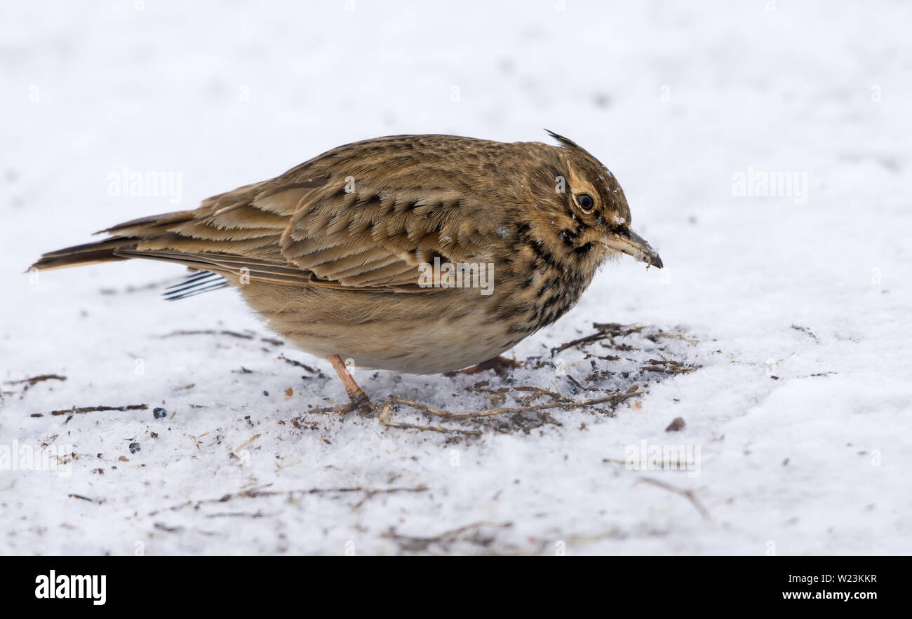 Crested Lark searches for food on snow covered land in winter Stock Photo