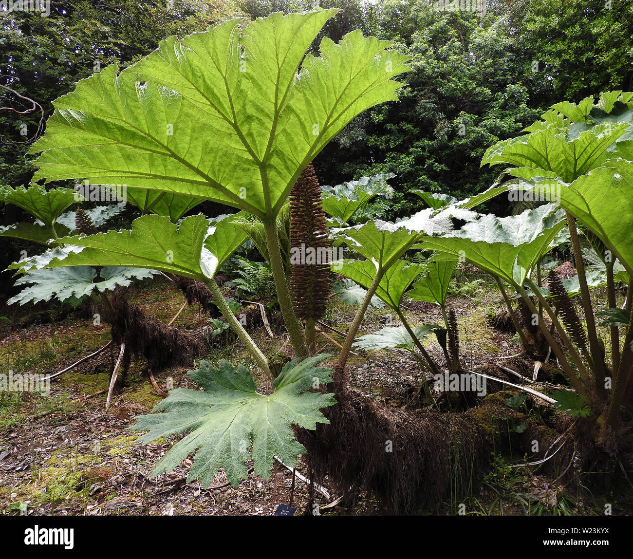 Chilean Rhubarb (Gunnera Tinctora) grows up to 2 meters tall showing the leaves and flower/seed pods. Also grows in Argentina - synonyms: Gunnera chilensis, Gunnera scabra, nalca and pangue -- Unrelated to true rhubarb but similarly used for culinary purposes. Classified as an invasive species in the EU Stock Photo