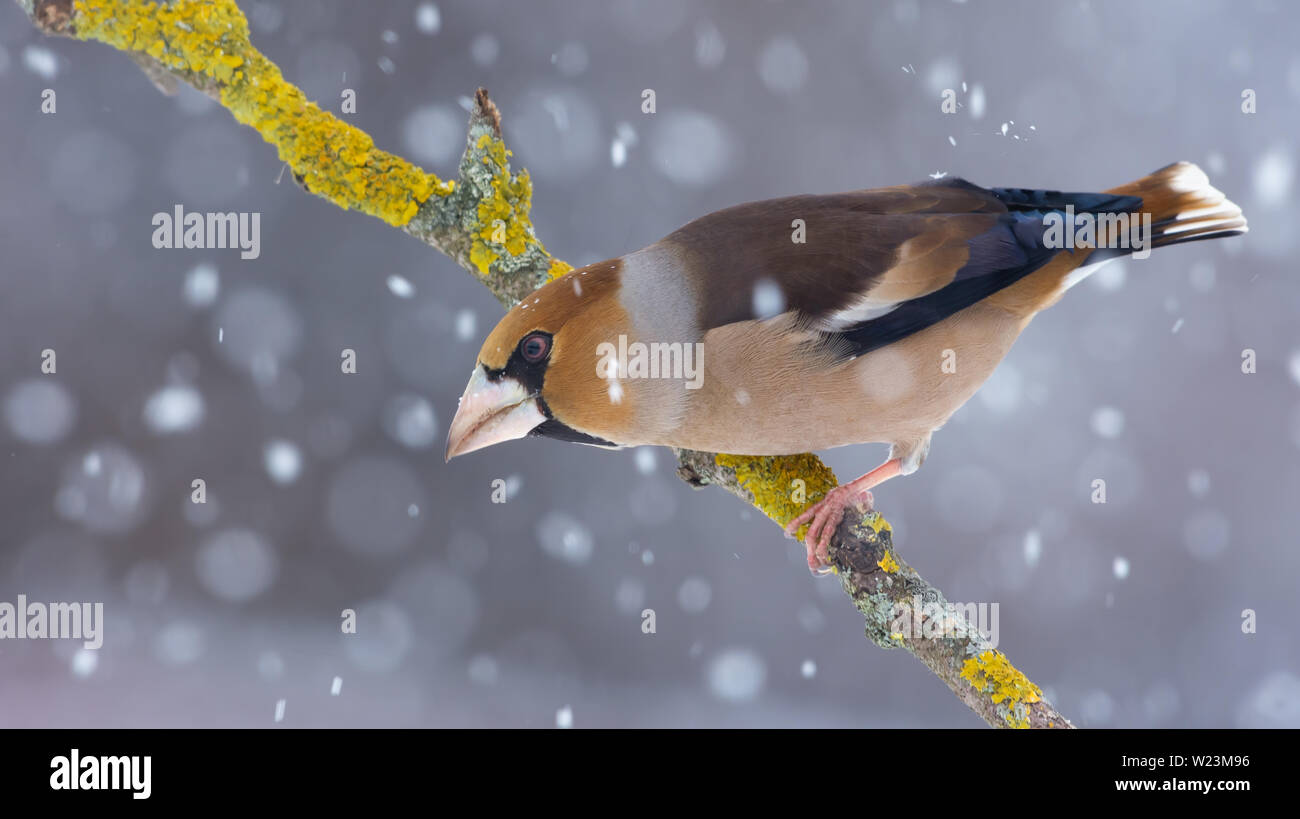 Male hawfinch perched on a lichen covered branch in snowy winter Stock Photo