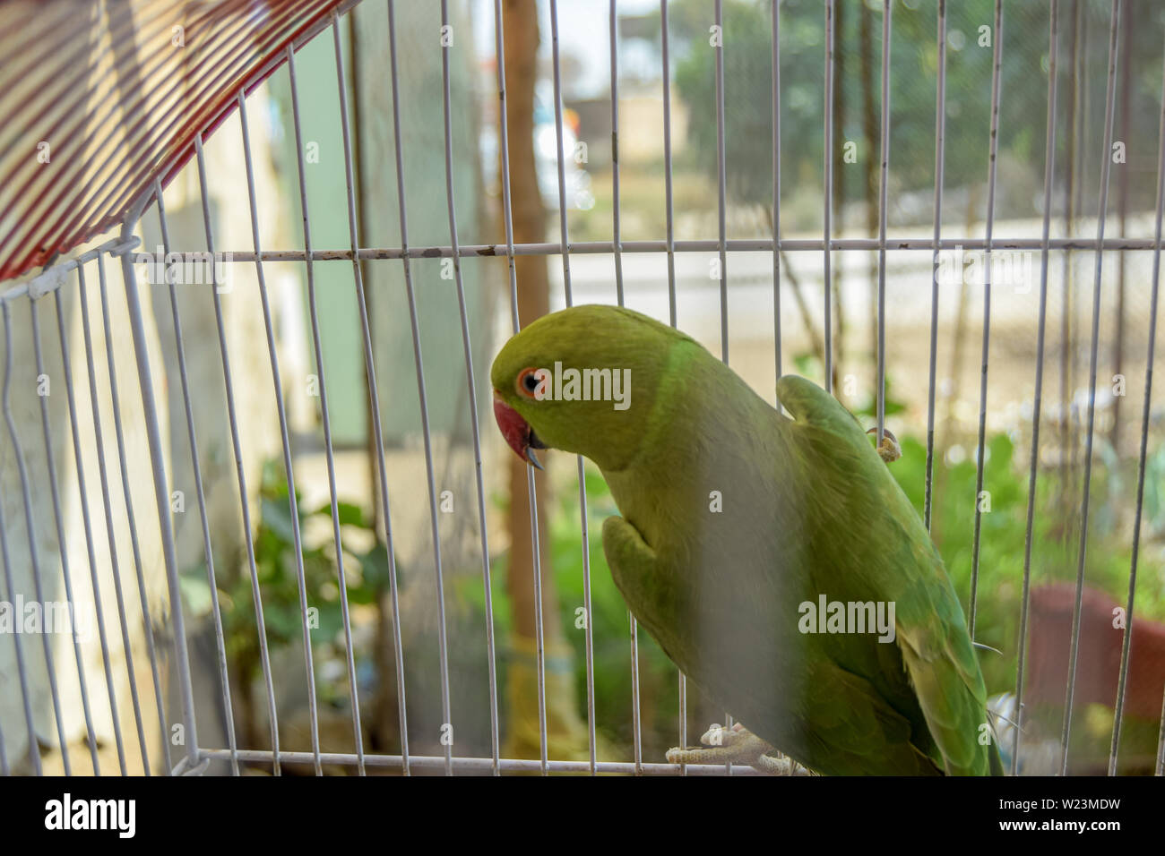 Parrot in cage hires stock photography and images Alamy