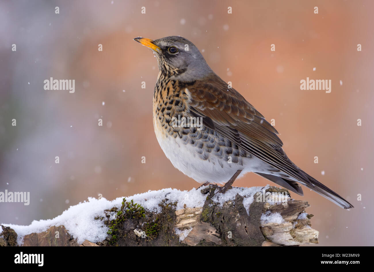 Fieldfare sits on snow covered branch in winter snowfall Stock Photo