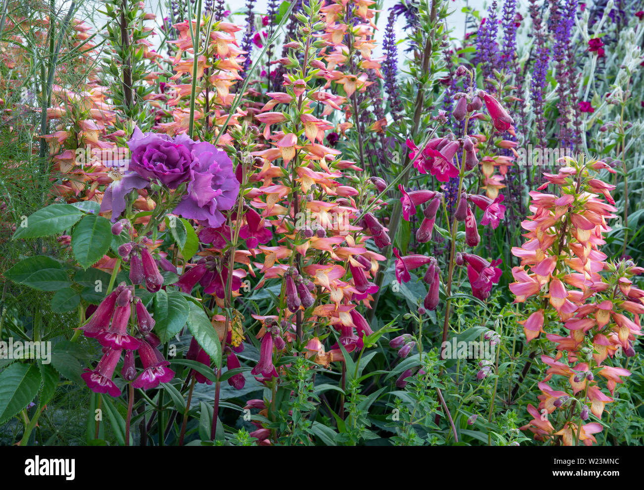 A close-up of Rosa ‘Rhapsody in Blue’ Digitalis ‘Firebird’ and Penstomen in the Cancer Research UK Pledge Pathway to Progress Garden, at show garden a Stock Photo
