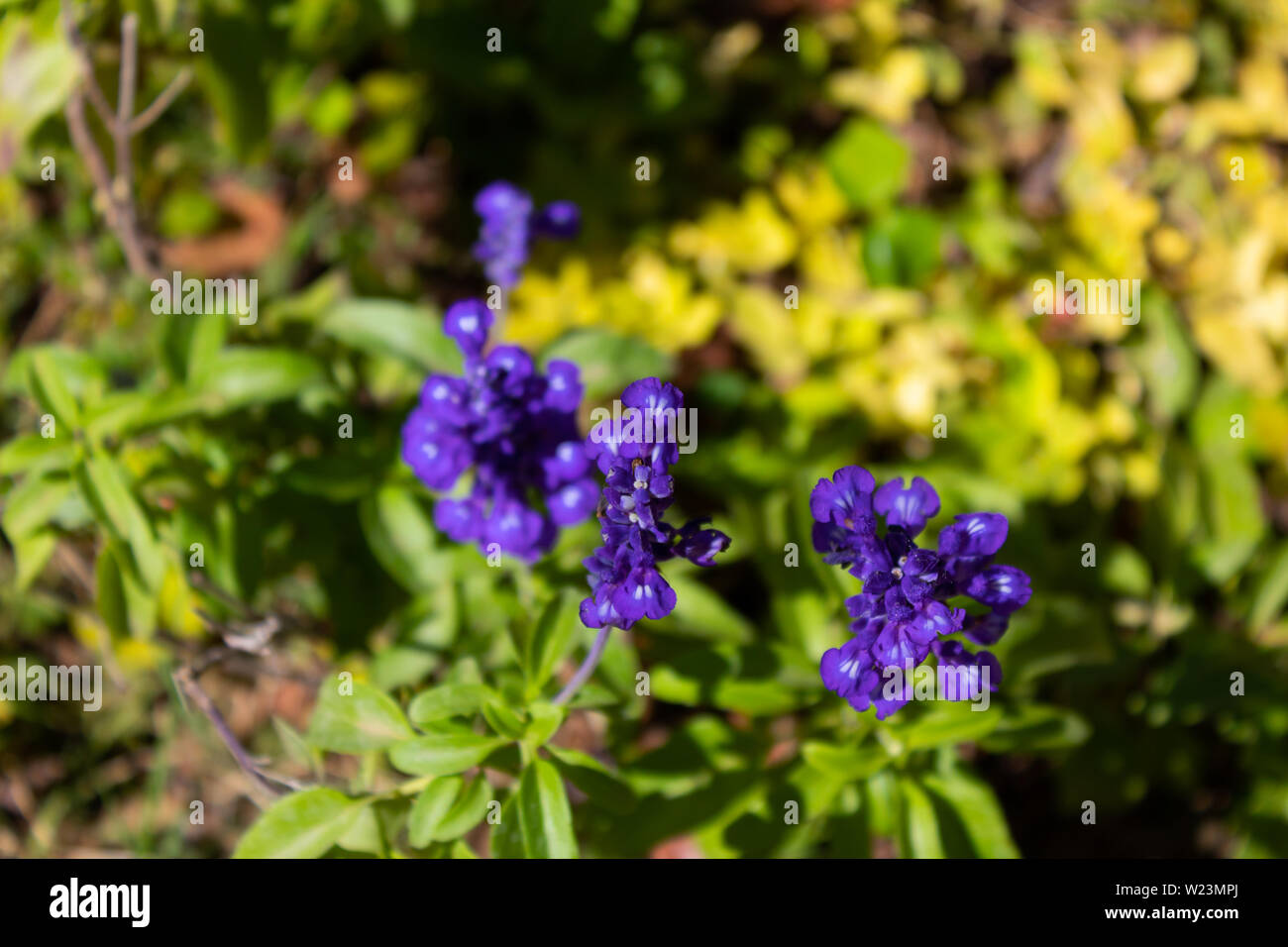 A group of small purple flowers in the forest Stock Photo - Alamy