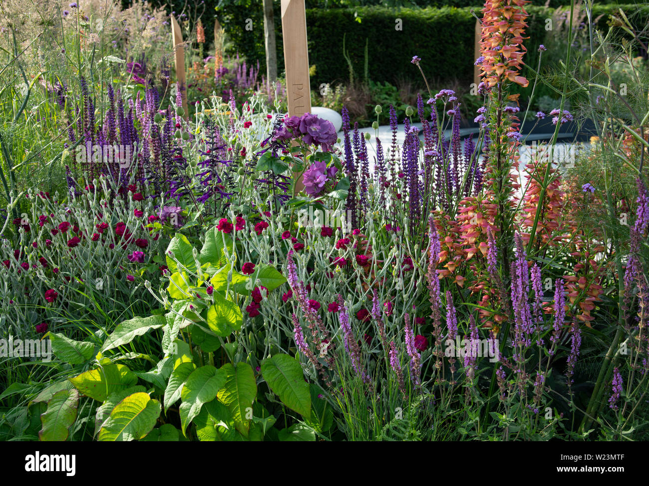 A close-up of plants in the Cancer Research UK Pledge Pathway to Progress Garden, at show garden at the Hampton Court Palace Garden Festival, East Mol Stock Photo
