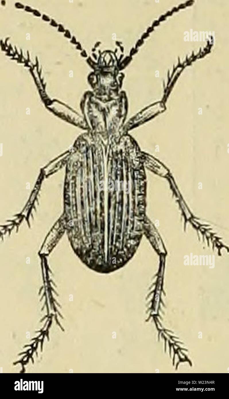 Kennai Insect Archive image from page 175 of Dai-ikkai zenkoku konchu tenrankai ...