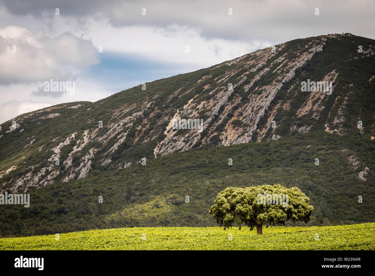 Lonely tree with a mountain in the background, Serra da Arrábida, Setúbal, Portugal Stock Photo