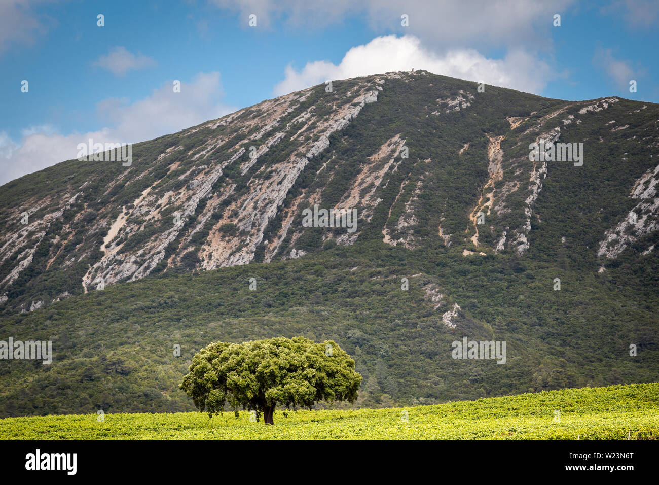 Lonely tree with a mountain in the background, Serra da Arrábida, Setúbal, Portugal Stock Photo