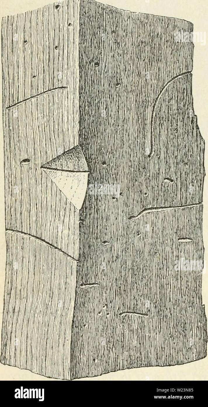 Archive image from page 175 of Dansk forstzoologi (1896). Dansk forstzoologi  danskforstzoolog00boasuoft Year: 1896  148 Insekter. stændighed, at det samme Gnav findes baade i Lov- og Naaletræ. Jeg afbilder dette karakteristiske Gnav for at henlede Forstmændenes Op- mærksomhed derpaa, saaledes at Sporgsmaalet mulig kan blive endelig afgjort ved nye Iagttagelser. lll'i'jtari'JrT&gt;- 2. Lymexylon navale. De bageste Bagkropsled skjules ikke af Vingedækkerne. Dyret er forholdsvis smallere og mere langstrakt end foregaaende og sædvanlig noget mindre; Han- nen mindre end Hunnen, Larven adskiller si Stock Photo