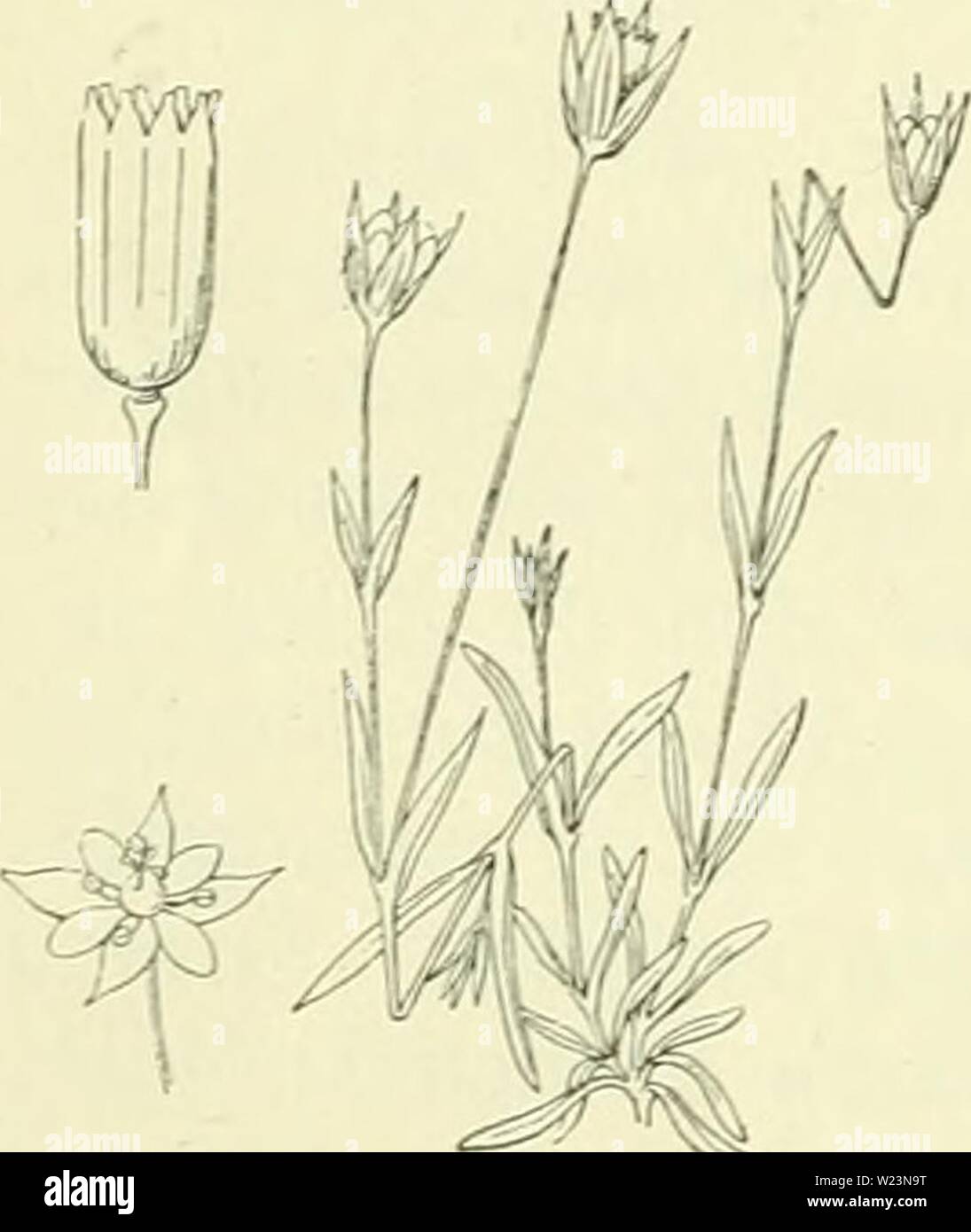 Archive image from page 175 of De flora van Nederland (1909-11). De flora van Nederland  defloravannederl02heuk Year: 1909-11.  146 — CARYOPHYLLACEAE. — FAMILIE 32. droogvliezig, met onbehaarden rand. De kelkbladeii zijn lancetvormig, spits, onbehaard, duidelijk 3-nervig. De kroonbladen zijn 2-deelig, korter dan de kelkbladen (fig. 161b). Het vruchtbeginsel is beneden versmald, daar- door is de kelk aan den voet trechtervormig (fig. 161a). De doosvrucht is eirond, even lang als de kelk en staat op een korten steel (vruchtdrager) (fig. 167). 21, 5-45 cM. Mei—Juli. Van Moehringia trinervia is de Stock Photo