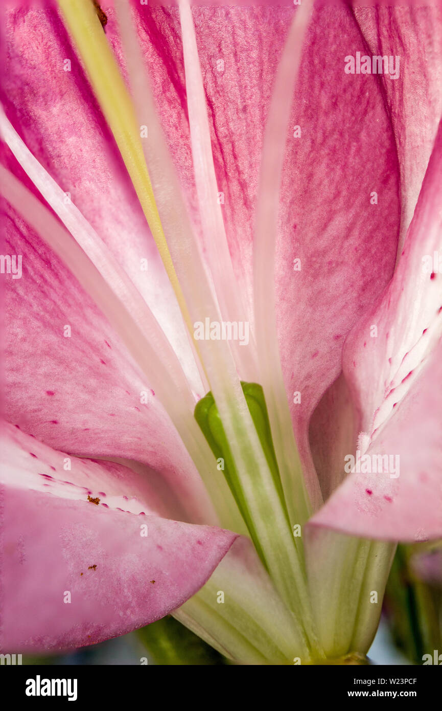 Closeup of the inside of a lily flower stigma, stamen,petals Stock