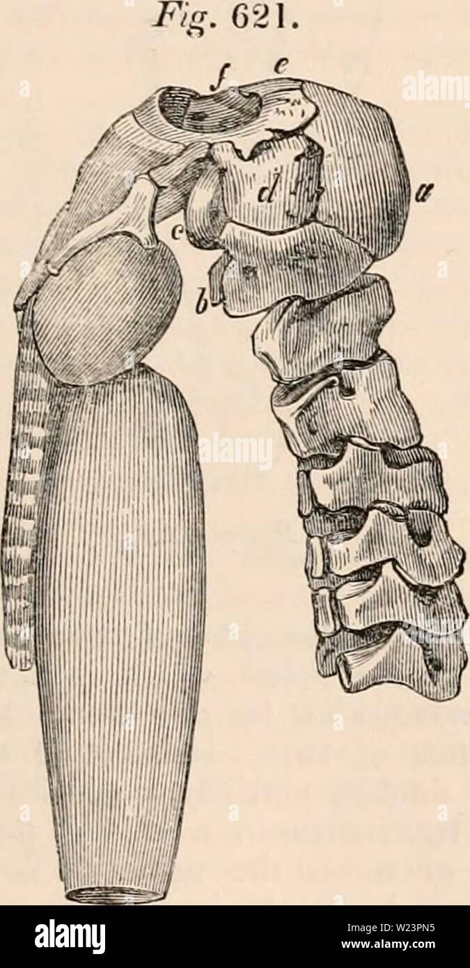 Archive image from page 178 of The cyclopædia of anatomy and. The cyclopædia of anatomy and physiology  cyclopdiaofana0402todd Year: 1849  The superior cervical part of a peroccphalous lamb, terminated by the ears which are coalesced with, each other.    Tlie skeleton of the parts represented in fg. 620., with the trachea and the oesophagus. a, squamous part, and b, condyloid part of the occipital bone; c, petrous ; d, squamous, part of the temporal bone; e, parietal boue; /, auditory bones. evolution, the head, the superior and the infe- rior limbs, were wanting. There existed only a trunk, w Stock Photo