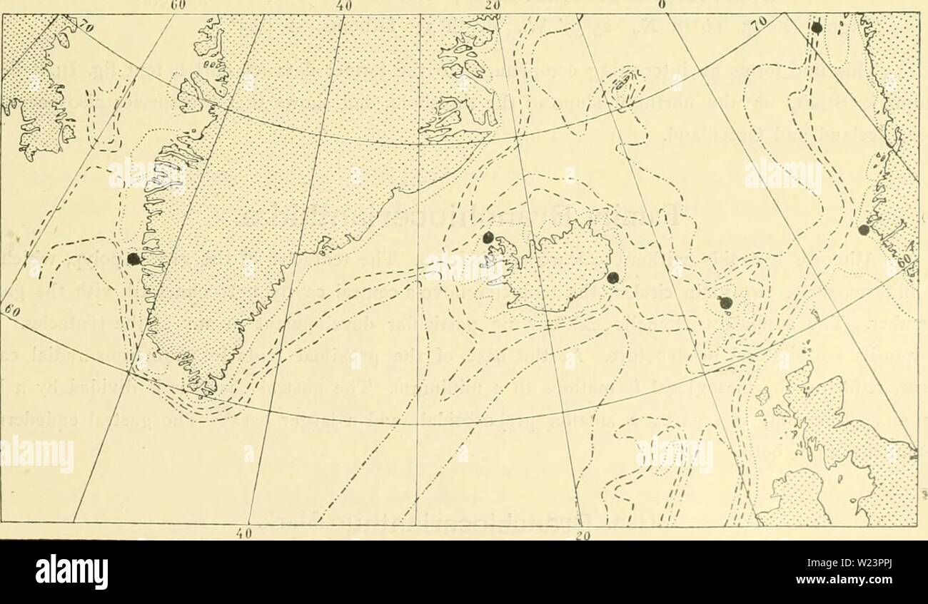 Archive image from page 178 of The Danish Ingolf-expedition (1898). The Danish Ingolf-expedition  danishingolfexpe1517dani Year: 1898  HYDROIDA II 173 Bonneviella grandis (Alhnan) Broch. 1876 Campanularia grandis, Alhnan, Diagnoses of new Genera and Species, p. 259, pi. 12, figs. 2—3. 1899 La/oca giganlea, Bonnevie, Den norske Nordhavs-Expedition, p. 68, pi. 6, fig. 2. 1909 Bonneviella grandis, Broch, Hydroidenuntersuchungen, II, p. 198. The colonies form enormous upright and irregularly branched rhizocaulomes. From the tubes proceed hydrotheca stalks of differing length, often segmented, with Stock Photo