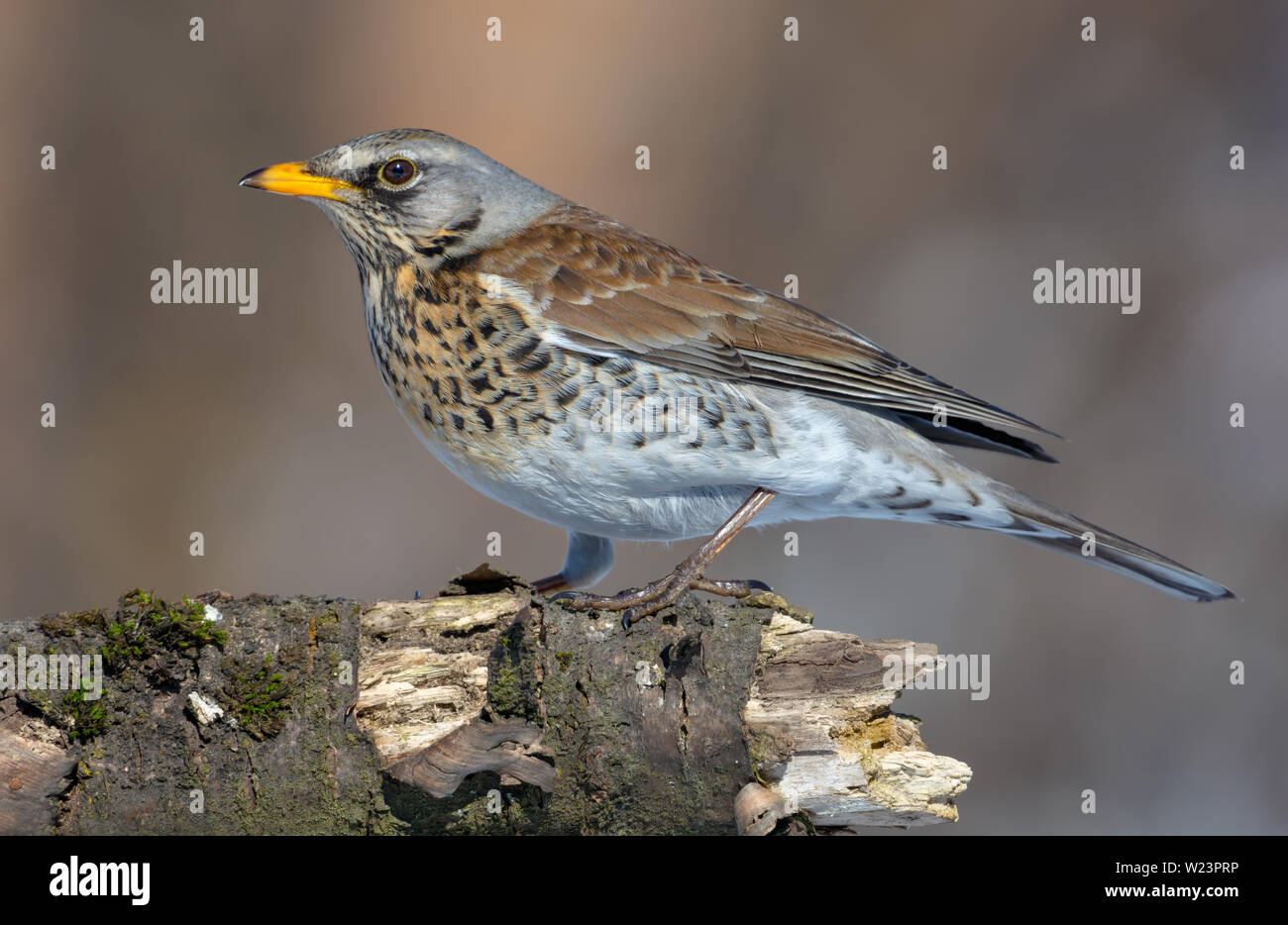 Fieldfare posing on old stump in a sunny day Stock Photo