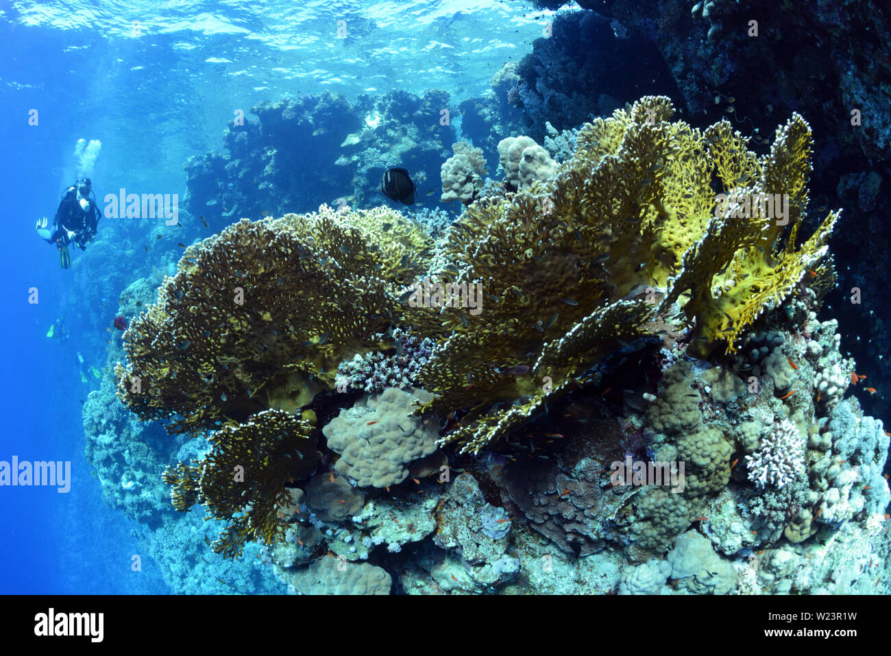 Underwater Activity High Resolution Stock Photography and Images Alamy
