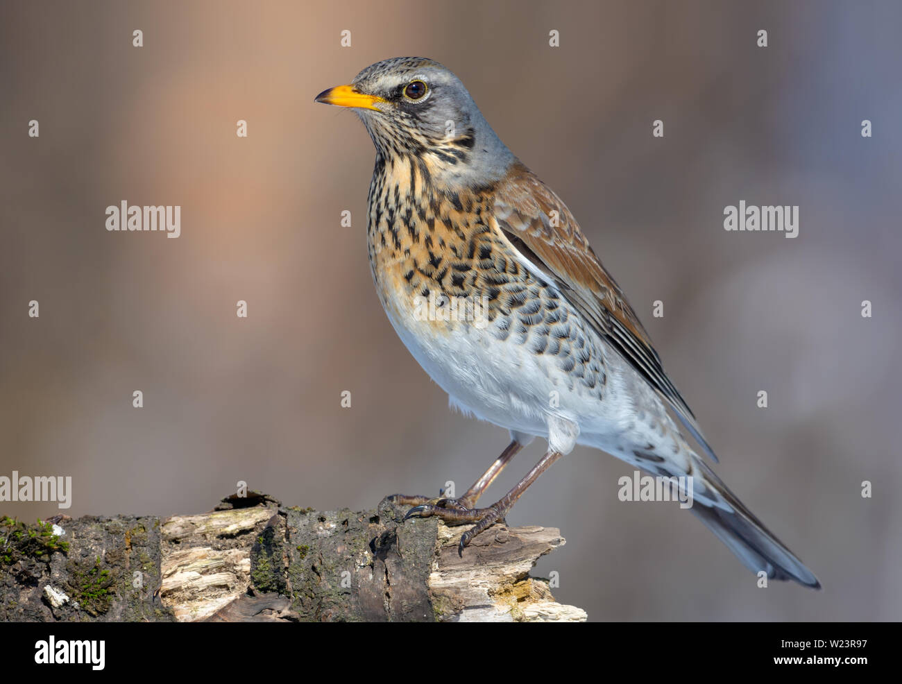 Fieldfare takes a stance on old stub in a sunny day Stock Photo