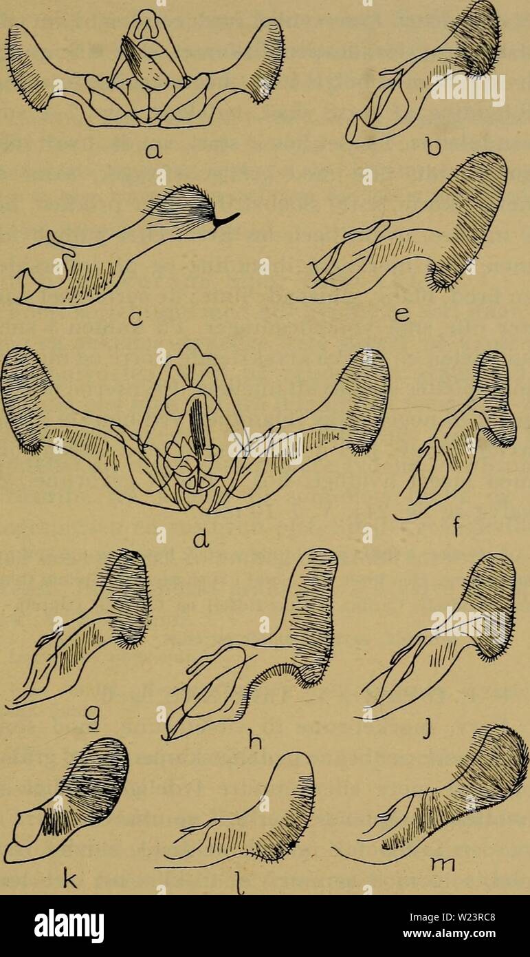 Archive image from page 180 of Danmarks fauna; illustrerede haandbøger over. Danmarks fauna; illustrerede haandbøger over den danske dyreverden..  danmarksfaunaill61dans Year: 1907  177    Fig. 24. (?-genitalorganer hos: a. Semasia tripoliana, b. S. aspidi- scana, c. Pseudeucosma caecimaculana, d. Eucosma cana, e. E. sco- poliana, f. E. fulvana, g. E. expallidana, h. E. farfarae, j. E. pflu- giana, k. E. obscurana (præparat N. L. Wolff), 1. E. graphana, m. E. demarniana. x 25. Wilhelm van Deurs: Sommeifiifjle. 12 Stock Photo