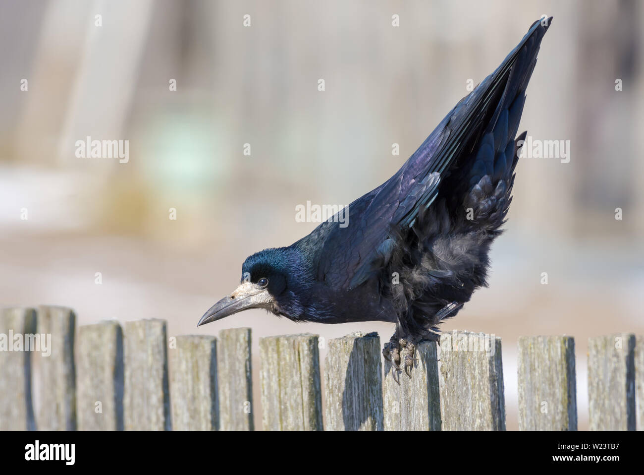 Rook in spring mood swings himself on a fence Stock Photo