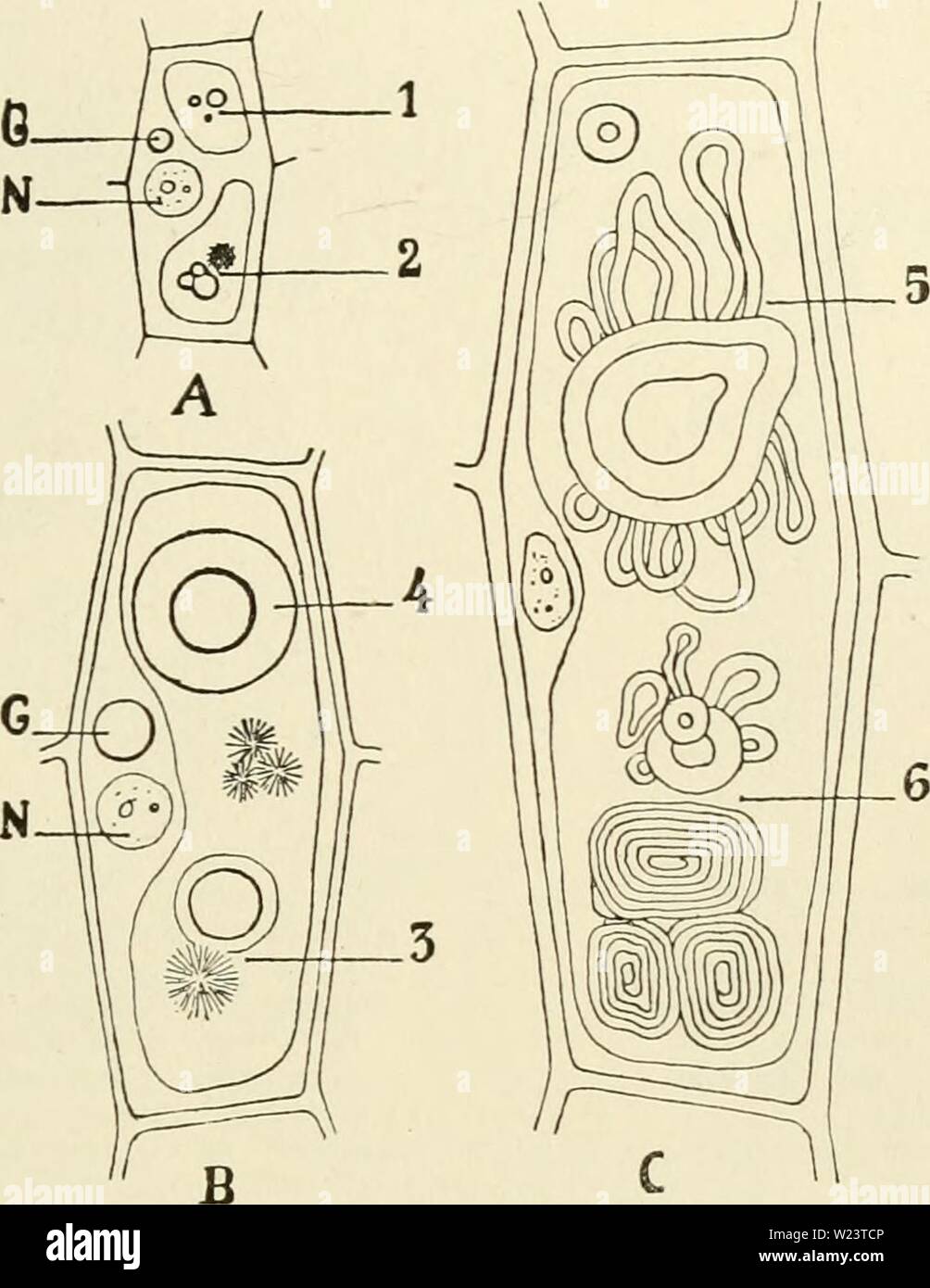 Images of spirogyra with labelling