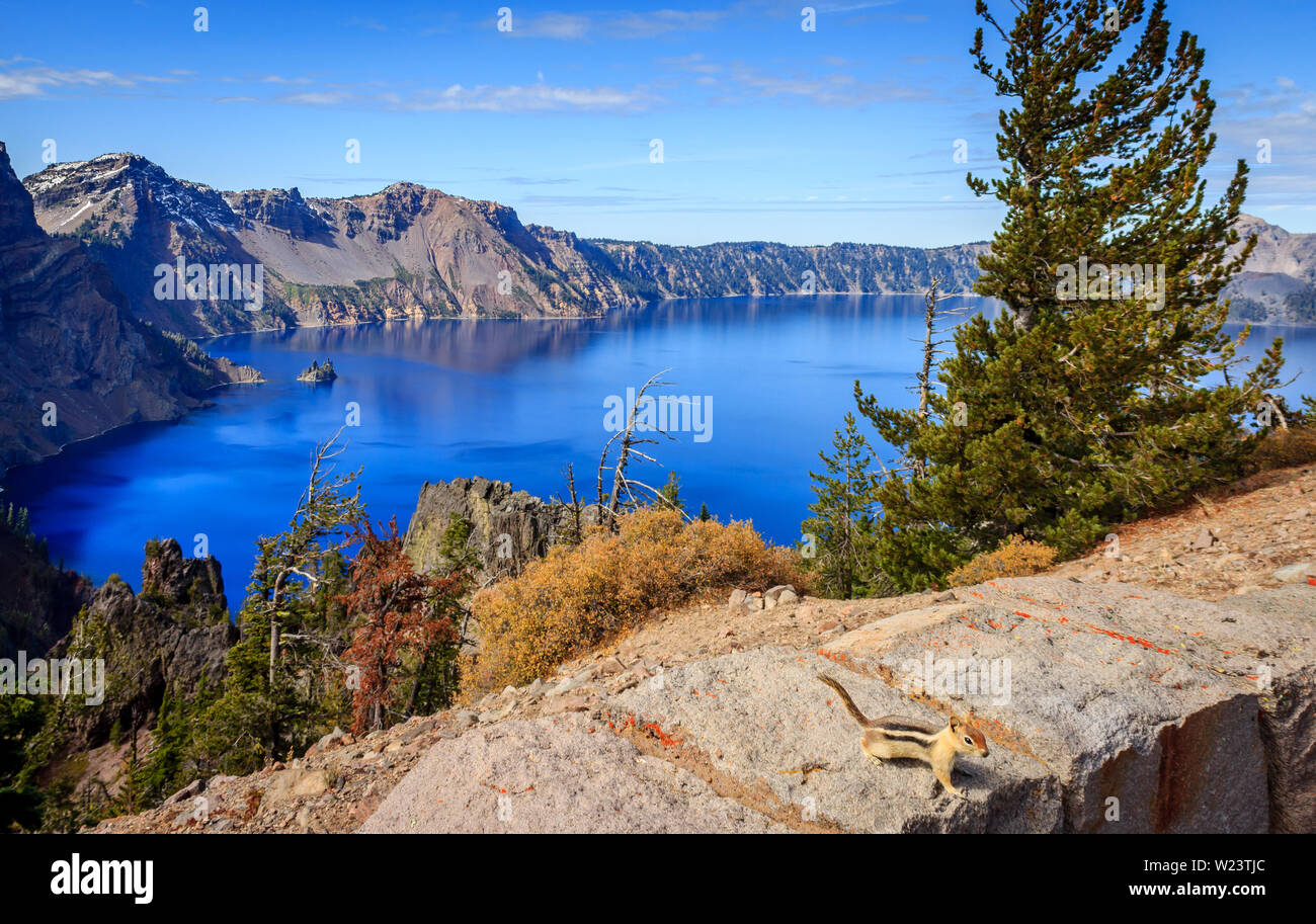 A little friend tries to con some food out of me at Crater Lake National Park, Oregon, USA Stock Photo