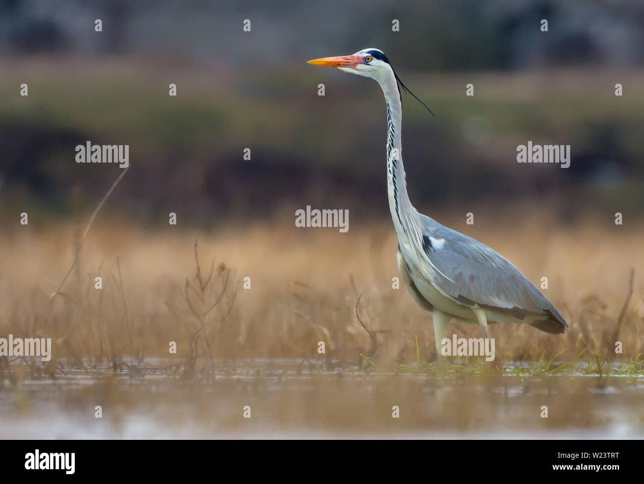Grey Heron stands in water pond amidst meadow fields at early spring Stock Photo