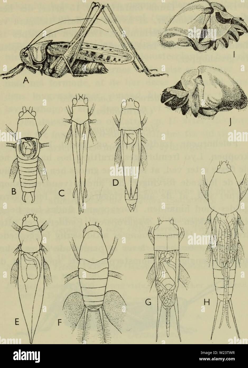 Archive image from page 184 of Danmarks fauna; illustrerede haandbøger over. Danmarks fauna; illustrerede haandbøger over den danske dyreverden..  danmarksfaunaill71dans Year: 1907  181    Fig. 59. Løvgræshopper ((&lt;?). A Decticus verrucivorus; B Lepto- phyes puiictatissima; C Meconema varium; D Xiphidium dorsale; E Locusta cantans; F Tachycines asynamorus; G Grylliis domesti- cus; H Gryllotalpa vulgaris. I og J højre forben af Gryllotalpa set fra indersiden og fra ydersiden. tiden (perm) og har stor lighed med kultidens Prot- orthoptera, fra hvilke de sandsynligvis skal afledes. Stock Photo