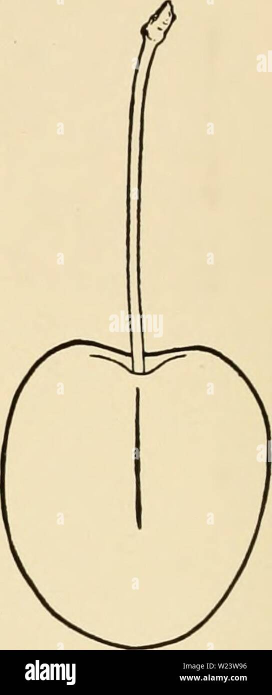 Archive image from page 185 of Cyclopedia of hardy fruits (1922). Cyclopedia of hardy fruits cyclopediaofhard00hedr Year: 1922 156 WRAGG YELLOW SPANISH ing and shipping, and are very susceptible to brown-rot. It is one of the first of the sweet cherries—large, yellowish-white tinted with shades of crimson—a beautiful fruit. The flesh separates readily from the skin, is tender, juicy, with an abundance of colorless juice and a flavor that has given it the reputation of being one of the best in quality. It would be hard to name another cherry better suited for small plantations. Wood was raise Stock Photo