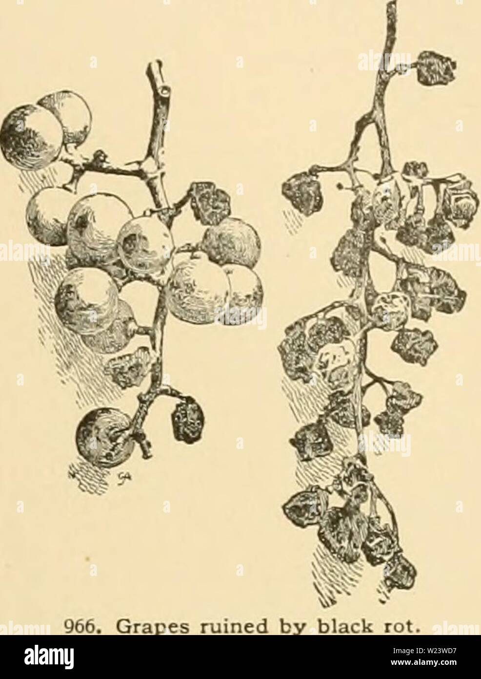 Archive image from page 186 of Cyclopedia of American horticulture . Cyclopedia of American horticulture : comprising suggestions for cultivation of horticultural plants, descriptions of the species of fruits, vegetables, flowers, and ornamental plants sold in the United States and Canada, together with geographical and biographical sketches  cyclopediaofame02bail Year: 1906  965. Cleft-graft: from thehillstothe lake at that special point that did not pass elsewhere. Now there are more than 25,000 acres of vineyard planted between Silver Creek and Haroor Creek, and the yield of that area for t Stock Photo