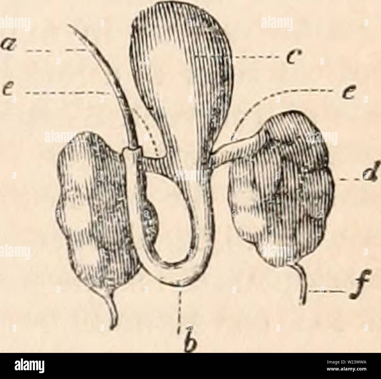 Vas deferens hi-res stock photography and images - Alamy