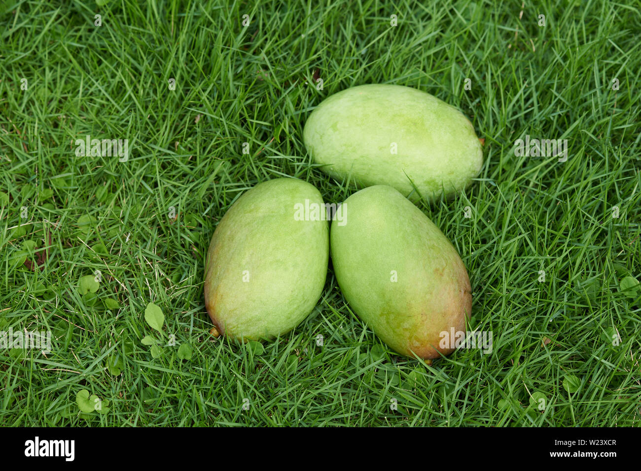 Mango florida hires stock photography and images Alamy