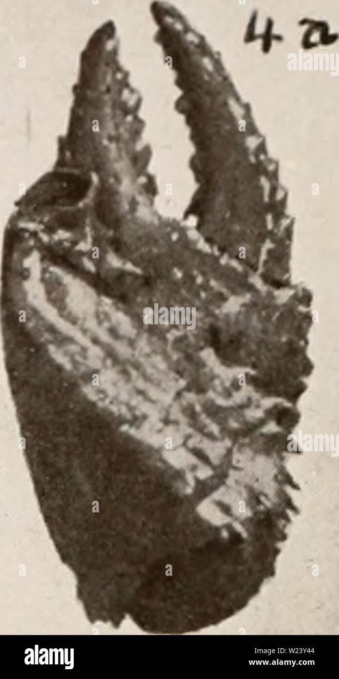 Archive image from page 190 of Decapod crustacea of Bermuda (1908-1922). Decapod crustacea of Bermuda  decapodcrustacea00verr Year: 1908-1922  1. Cyclograpsus integer; 2. Pachygrapsus gracilis ; 3, 3x, 86. P. transv?&gt;sus ; 4. Percnon 4a. Goniopsis; 5. Sesarma Miersii. Stock Photo