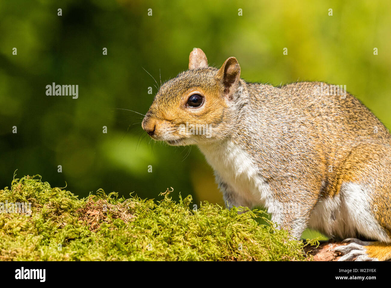 Grey squirrel foraging in summer sunshine in mid Wales Stock Photo