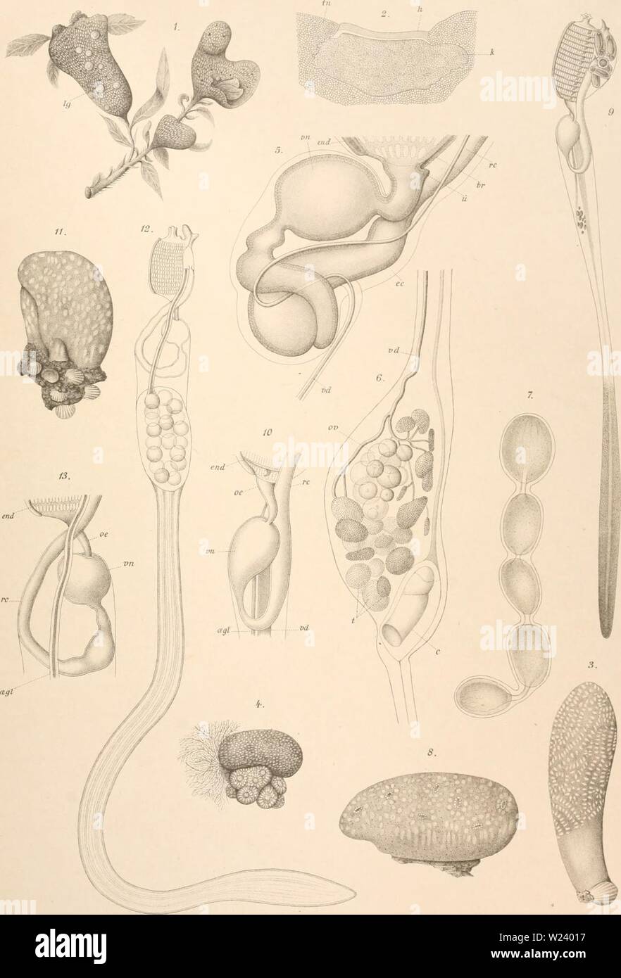 Archive image from page 192 of Den Norske Nordhavs-expedition, 1876-1878 (1880-1901). Den Norske Nordhavs-expedition, 1876-1878  dennorskenordhav07mohn Year: 1880-1901  uYo7'sk'e Xordliavs-Expeditioii. H.HuHfeldt-Kaas Sijnascidiae. Tnh.I.    O.Bergh, del. Lith.Anst. Julius Klinkhardt.Leipzig. 1-2 Didemnoides variahile J. Distaplia clavata f-Z Glossophorum sahidosum. 8-W Aplidiopsis pomum 11-13 Aplidiopsis sarsii. Stock Photo