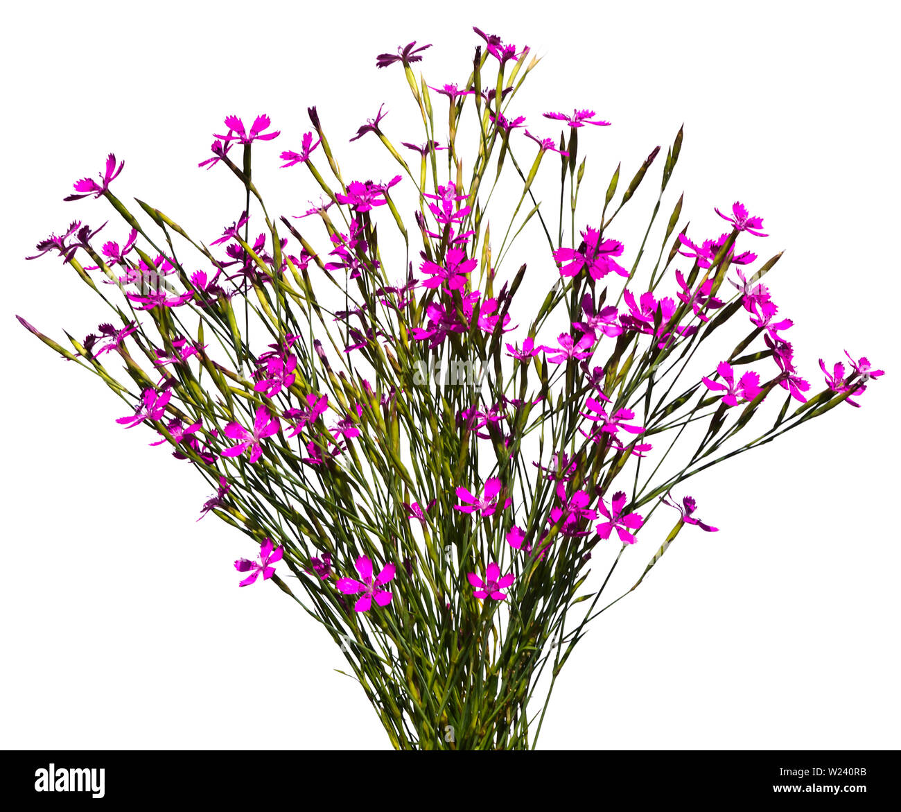 Bouquet of wild carnations on a white background Stock Photo