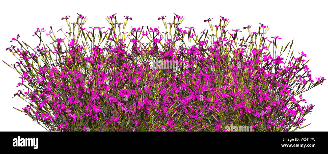 Bouquet of wild carnations in row on a white background Stock Photo