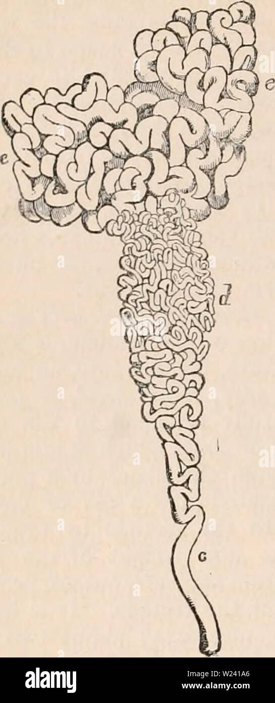 Archive image from page 195 of The cyclopædia of anatomy and. The cyclopædia of anatomy and physiology  cyclopdiaofana0402todd Year: 1849  980 TESTICLE (NORMAL ANATOMY). onididymis are entirely made up of the con- didymis or vas deferens. It is more corn- volutions of the single canal in which the monly attached at the angle formed by t Fig. 634. Fig- fi35-    An efferent vessel and a portion of the head of the epididymis magnified, to show the progressive dimi- nution of the canal of the cone, and the calibre of this vessel, in comparison with that of the canal of the epididymis. c, vas defer Stock Photo