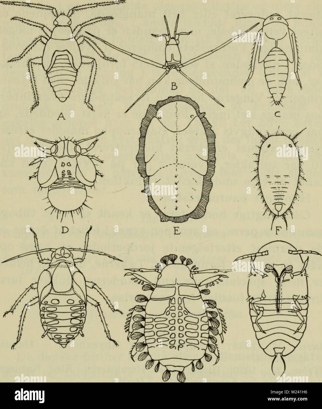Archive image from page 196 of Danmarks fauna; illustrerede haandbøger over. Danmarks fauna; illustrerede haandbøger over den danske dyreverden..  danmarksfaunaill71dans Year: 1907  193    G H r Fig. 66. Larver af næbmunde. A tæge (Plesiocoris rugicollis); B Damtæge (Gerris najas); C cikade (Gicadula sexnotata); D blad- loppe (Psylla pyricola); E bladloppe (Trioza viridula); F mellus (Trialeurodes vaporariorum); G vingebærende bladlus (Aphis fabae); H bladlus (Periphyllus testudinatus); I skjoldlus (Goccus hesperi- dum). A-H set fra oven, I fra undersiden. (Her omtegnet fra for- skellige kilde Stock Photo
