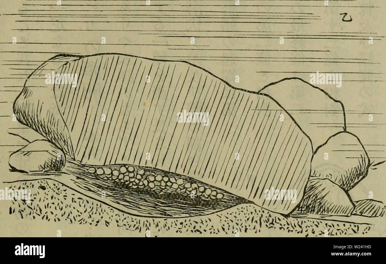 Archive image from page 196 of Dbutsugaku zasshi (1889). Dbutsugaku zasshi  dbutsugakuzasshi09niho Year: 1889  æ¥äºåæåå¹´åä¸æ²»æ ã«ã¸åã®ç¢åµ ç¬¬ä¹å· å1ä¸å « æ¯è¼çå¤§ãWåµã®ç³åã¯ç¸äºã«éçããã¯ç¢åµã®ç¶æåµ å ±ã«åºã¤ãç²æ¶²ã®ååºããã«ããã¹ãããç³ã®ä¸é¢ .å³ã¡é-ã®æ¿ æã®å¤äºã« åµã®ç²çã ãã¯å°ãã ä¸æè-°.ã å¦ä½Stã ã¯æ-¤åµæ°´ä¸- ã«ã¦ç£åºã ããããS ãã¯æ°´åºã« æ²éããã ãã°.ãª (æ-¤åµã®çãããã®ãåµåããåãåºãæ°´ä¸-ã«æããã ã«çæ²éããã)mcughtslæ°ã®æ-æ´²ã®ã«ã¸å    Koi&gt;io)ã«å°±ã¦è¨ãããã®ãè®ãã«å¹¡é-ã¯èªãä»°åãã«ã ãã¦åµãç¢ã¿éãã.ããè¨ã¸ãã«ã¸åã®åµã®å¤§é¨å ã¯é»è²åéæåãããåµçã®ä¸æ¥µã¯ä¹³ç½è²ããªæ-¤ç½è²t ãåµçã®ä¸æ¥µã¯å¿ ãåµã®æä¸é¢ã«è¦ãæ ã«åµãè½ã Stock Photo