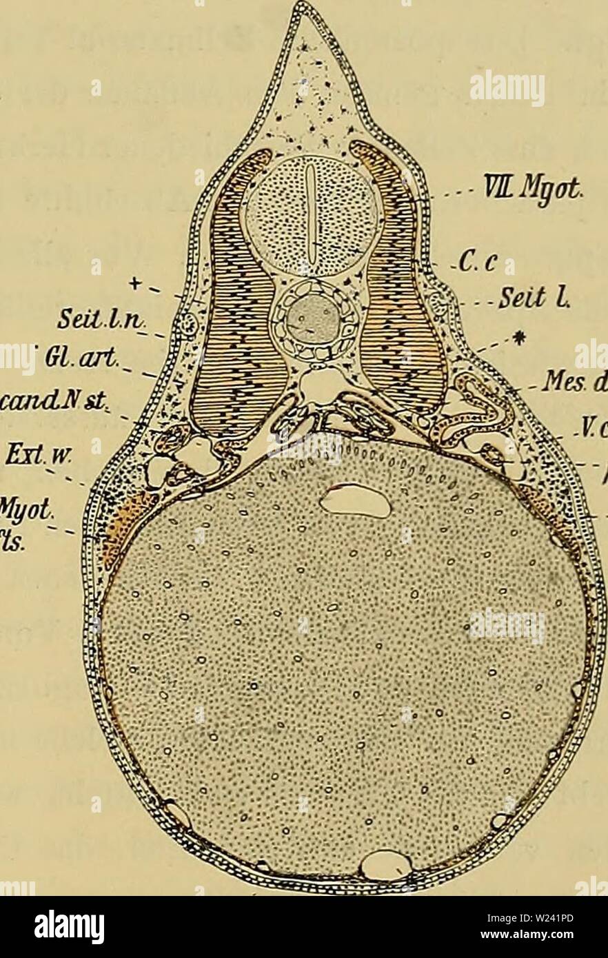 Archive image from page 196 of Denkschriften der Medicinisch-Naturwissenschaftlichen Gesellschaft zu. Denkschriften der Medicinisch-Naturwissenschaftlichen Gesellschaft zu Jena  denkschriftender47medi Year: 1879  46i Entwicklungsgeschichte des Kopfes und des Blutgefässsystems von Ceratodus forsteri. TUMyot. fts. ' Mes.cL. ir V.card.posL. &i -Ex.w. ventrale Darmlumen einmündet. Das Darmlumen wird namentlich im Bereiche des Magens von ungemein hohen, in einschichtiger Anordnung dicht an einander gepressten und noch sehr dotterreichen Zellen gebildet. Ein Schnitt durch das caudale Nephrostom (398 Stock Photo