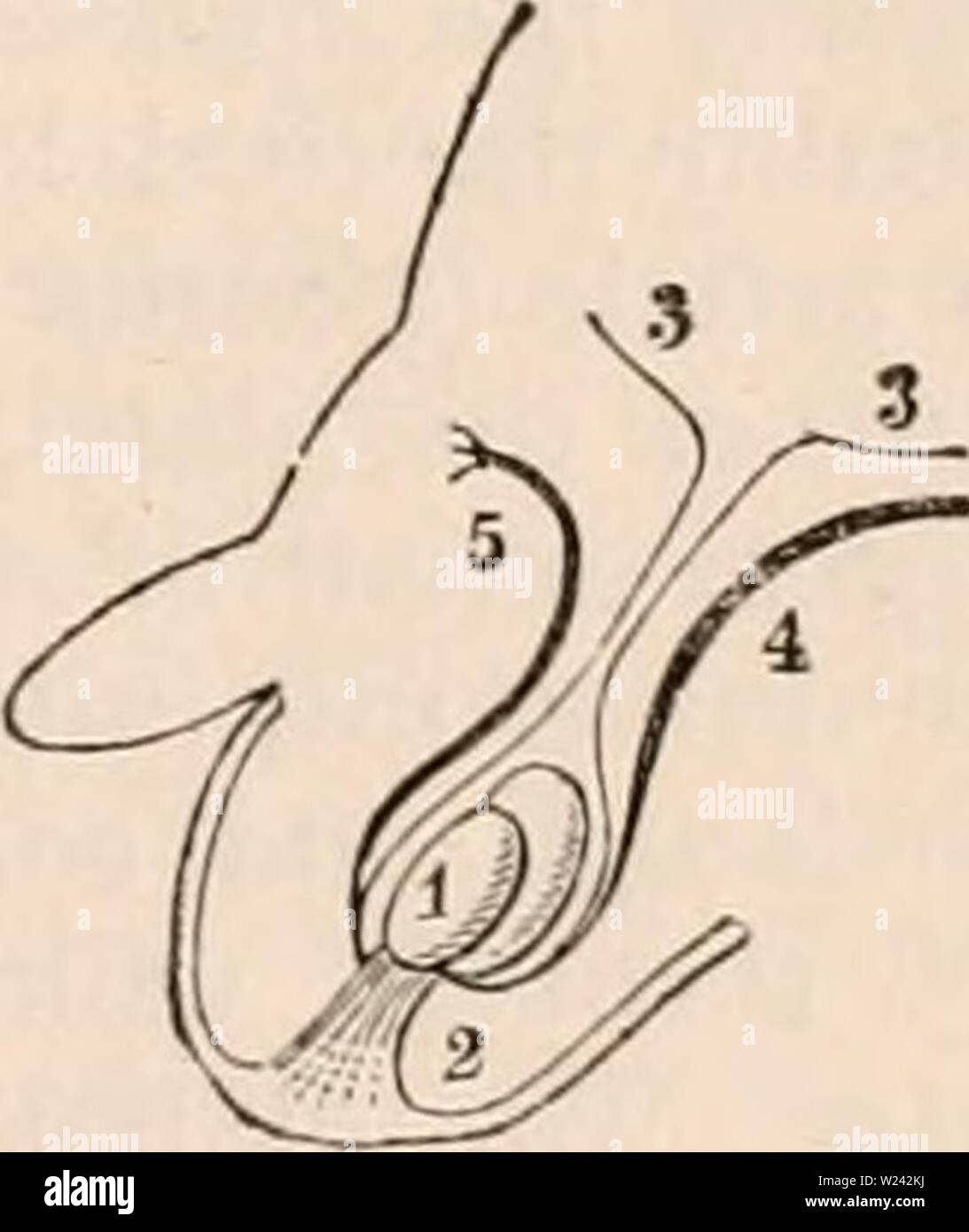 Archive image from page 198 of The cyclopædia of anatomy and. The cyclopædia of anatomy and physiology  cyclopdiaofana0402todd Year: 1849  Diagram of the gubernaculum and testicle previous to its descent. 1, the kidney; 2, the testicle; 3, 3, the peritoneum ' 4, vas deferens passing down into the pelvis by the side of the bladder; 5, the bladder; 6, the abdo- minal ring; 7, 7, Poupart's ligament; 8, pubic por- tion of the cremaster; 9, fibres of the cremaster arising from Poupart's ligament; 10, portion of the guberuaculuui attached to the bottom of the scro- tum. Between the fifth and sixth m Stock Photo