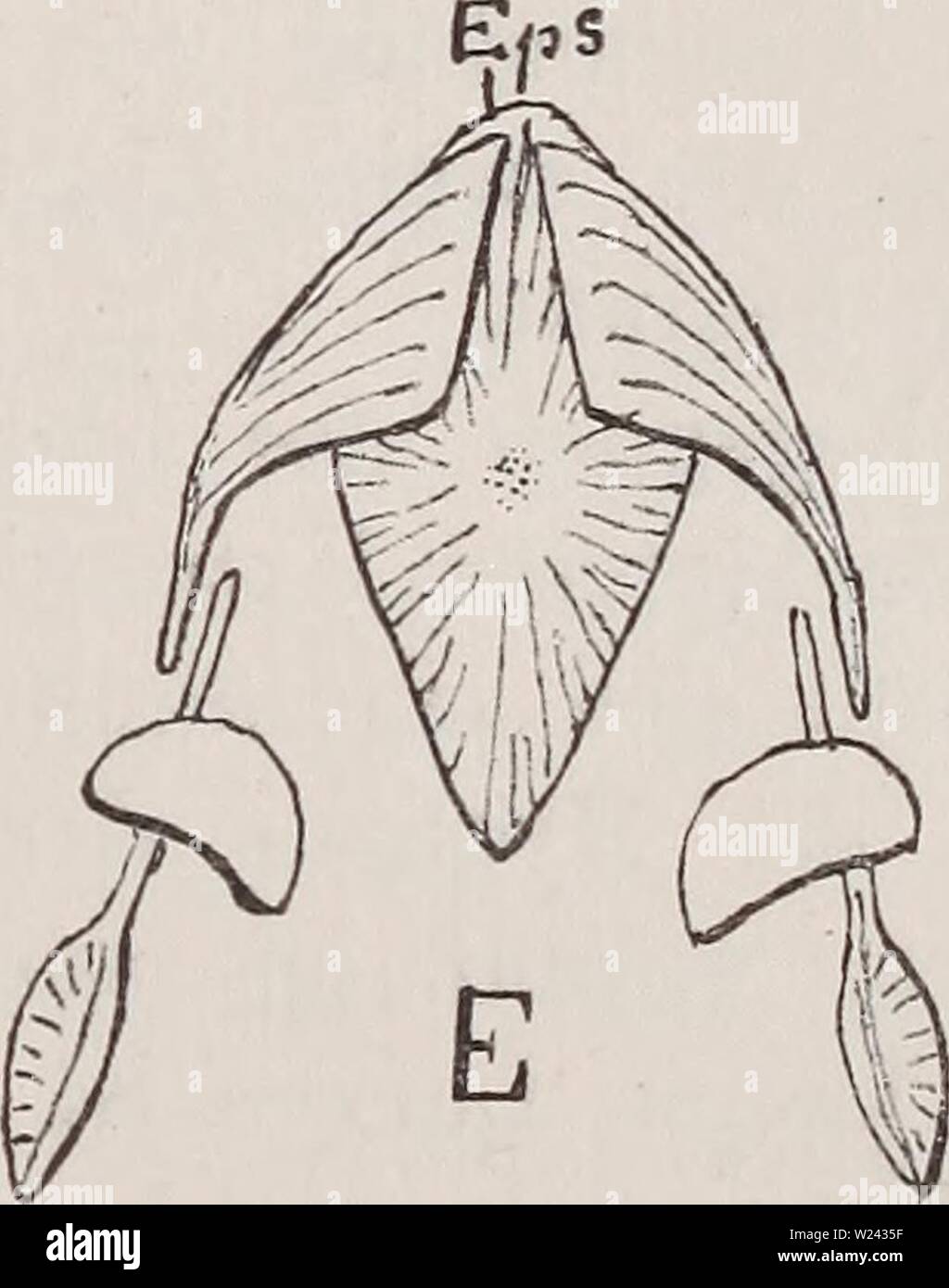 Archive image from page 200 of Das Gliedmassenskelet der Wirbelthiere, mit. Das Gliedmassenskelet der Wirbelthiere, mit besonderer Berücksichtigung des Schulter- und Beckengürtels bei Fischen, Amphibien und Reptilien  dasgliedmassensk00wied Year: 1892  Textfigur 29, A—E. Scliiütergürtel von Stegocephalen (Ventralseite). Nach H. Credner. A Branchiosaurus /i, B Pelosaurus Vi, C Discosaurus Vi, D Hylonomus Vi, E Archegosau rus, circa U der natürl. Grösse. Ups Epister- num, Cl Clavicula, S Scapula, C Coracoid. — Diese Bezeichnungen lassen sich von der Figur C leicht auf die übrigen übertragen, s K Stock Photo