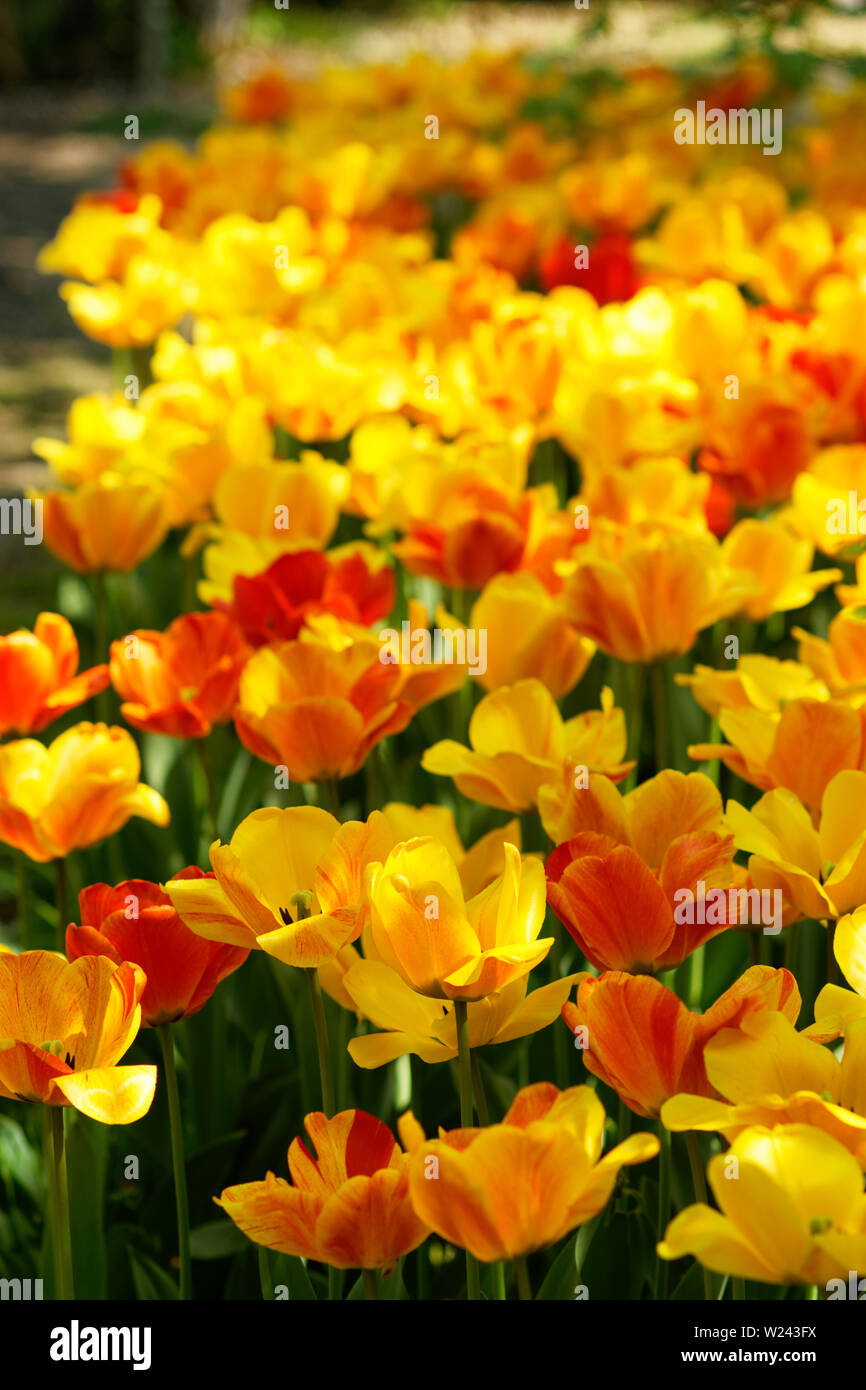 A lot of red and golden yellow tulips on flower bed Stock Photo - Alamy