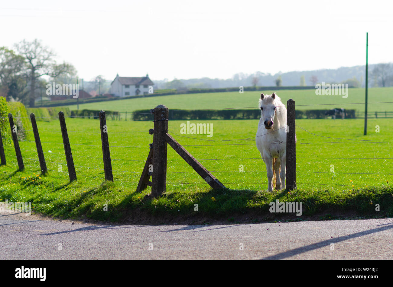 White horse looking into camera at green field. England, Staffrodshire. Stock Photo