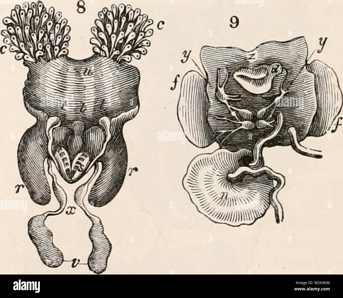 Archive image from page 201 of The cyclopædia of anatomy and Stock Photo
