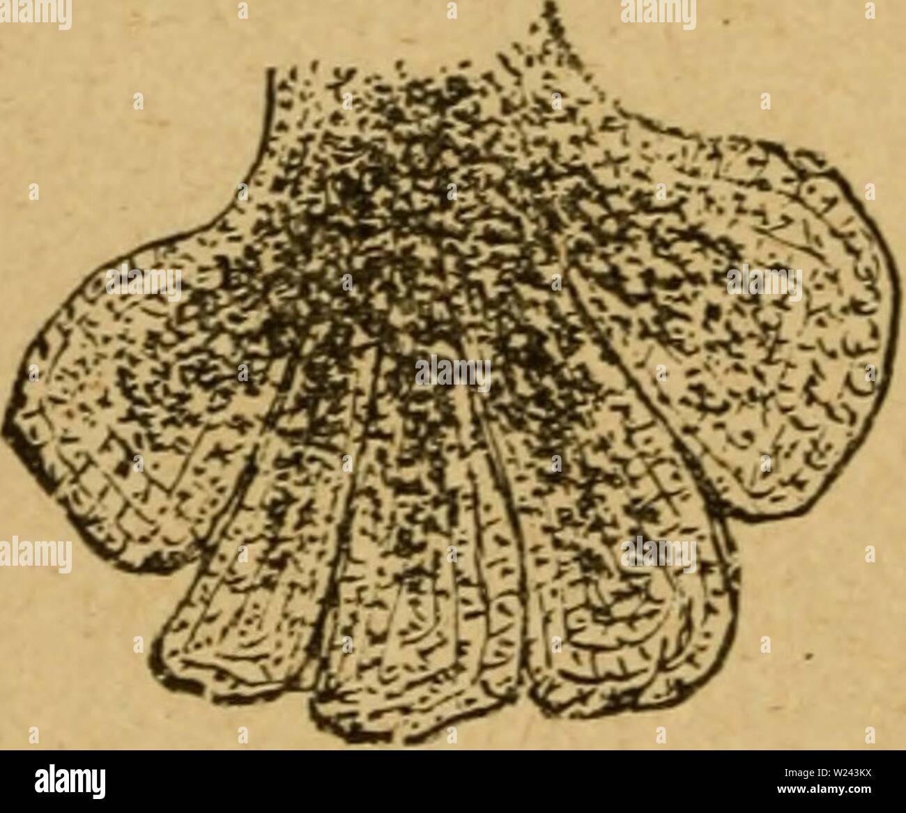 Archive image from page 201 of The dairyman's manual; a practical. The dairyman's manual; a practical treatise on the dairy  dairymansmanualp00stew Year: 1888  196 THE dairyman's manual. lostrum the epithelial cells have not undergone this de- structive change, the walls are still intact and contain their oil granules, and thus constitute the corpuscles of this fluid. In the colostrum albumen takes the place of caseine in the perfect milk, but a reverse change is slowly made and completed about the fourth day. At the end of lactation, when the animal is again pregnant, the milk again loses its Stock Photo